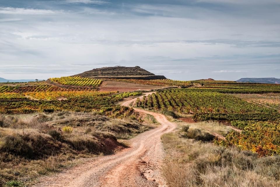 Бургундія, Тоскана та Порту. Де дегустувати вино в Європі: найкращі локації та маршрути
